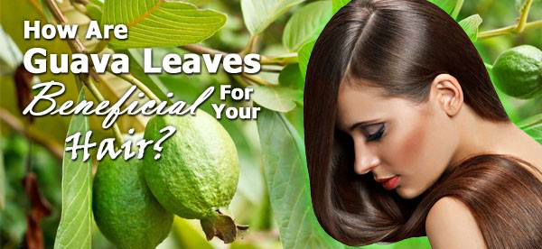 How to Use Guava Leaves to Stop Hair Fall - Beauty and Blush