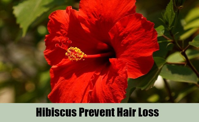 Image result for chinese hibiscus for hair