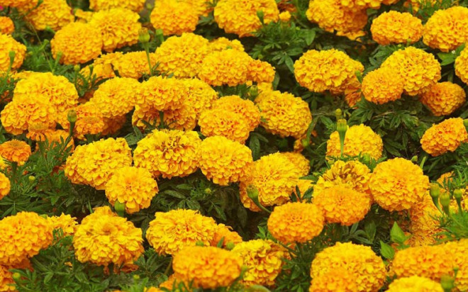get-spotless-and-glowing-skin-instantly-with-this-diy-marigold-face-mask
